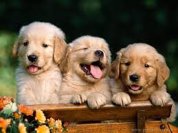 3 cani