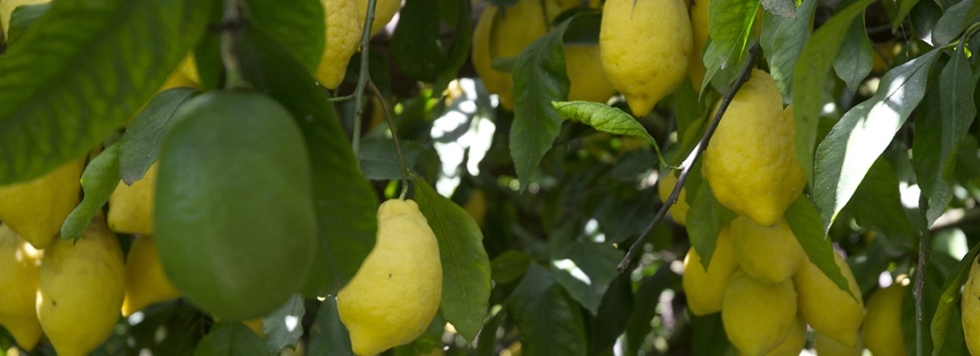 limoni di cetara